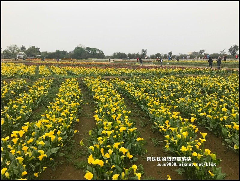 桃園彩色海芋季21.JPG