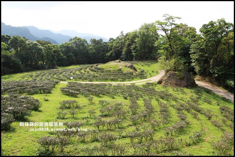 熊空茶園40.JPG