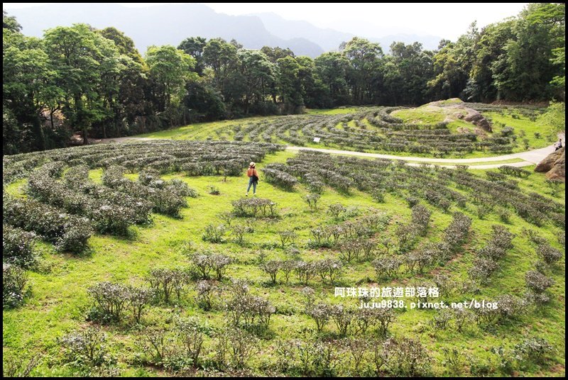 熊空茶園39.JPG