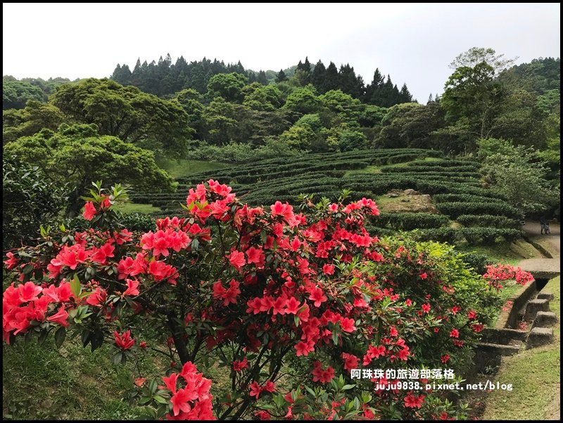 熊空茶園75.JPG