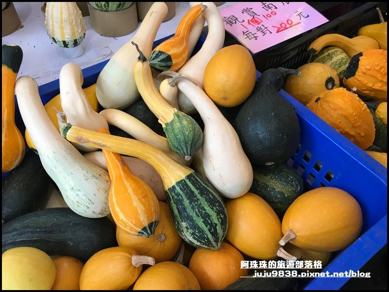 造橋南瓜隧道21.JPG