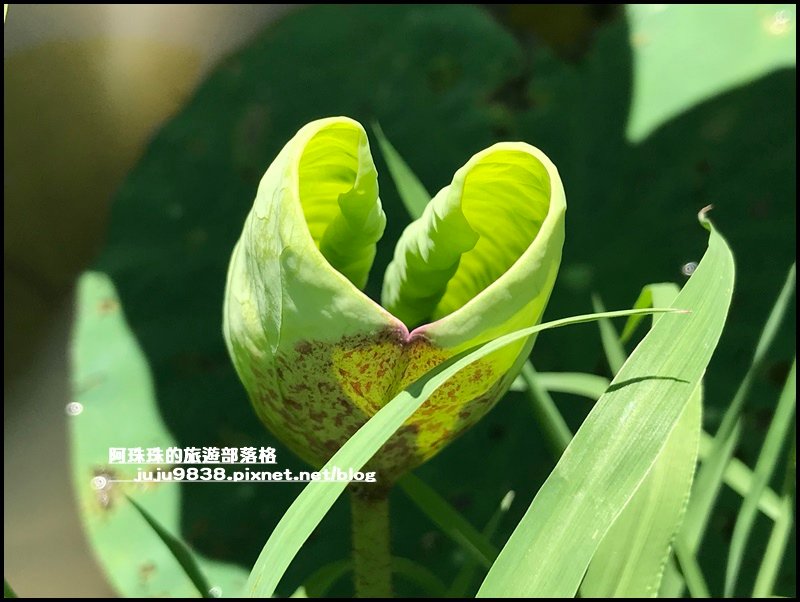 雙溪荷花園18.JPG