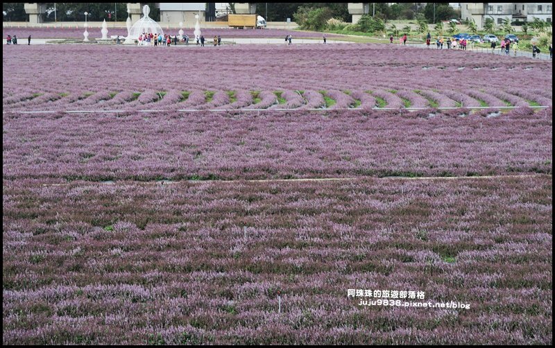 楊梅仙草節50.JPG