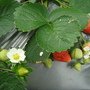 DSC00871.JPG