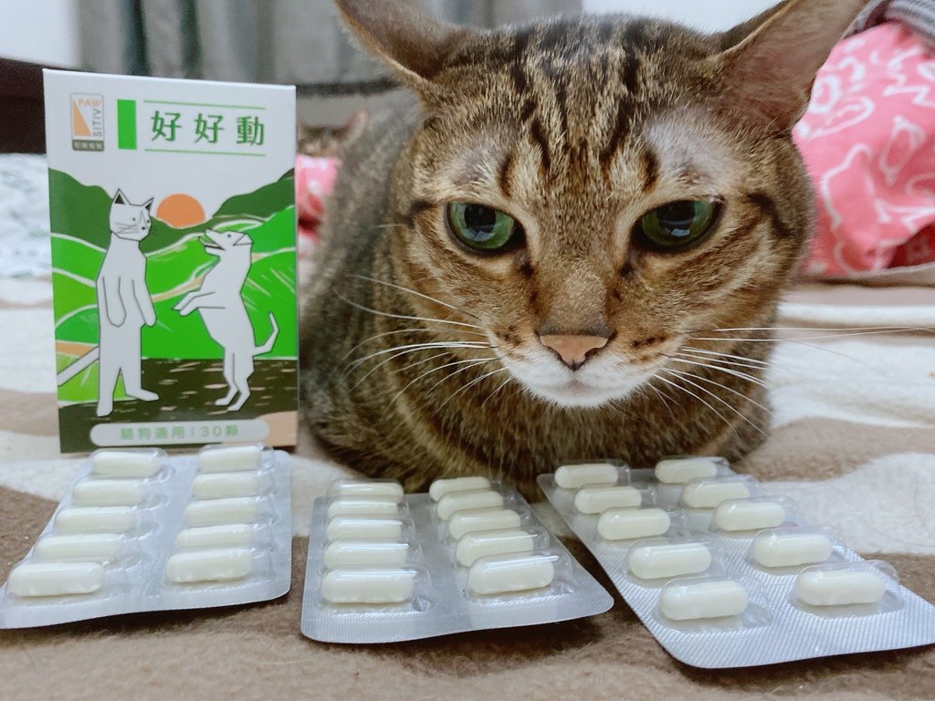 貓狗關節保健品怎麼選？｜和樂茸茸Pawsitive｜好好動-