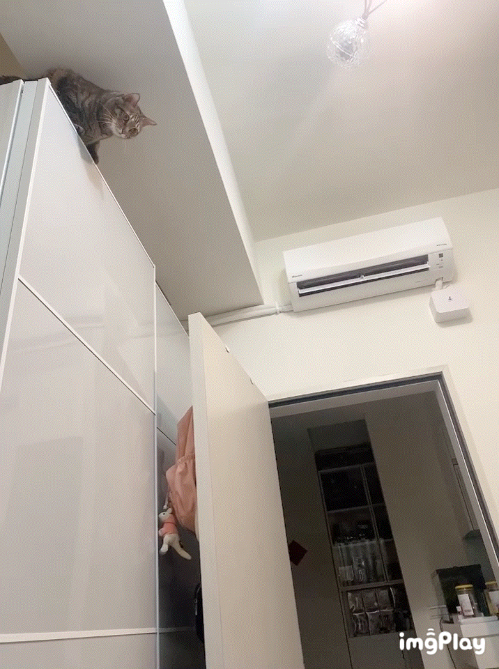 貓狗關節保健品怎麼選？｜和樂茸茸Pawsitive｜好好動-