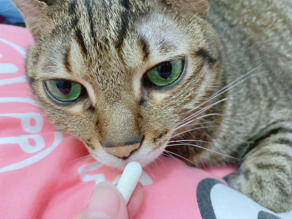 貓狗關節保健品怎麼選？｜和樂茸茸Pawsitive｜好好動-