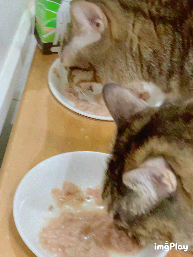 貓狗關節保健品怎麼選？｜和樂茸茸Pawsitive｜好好動-