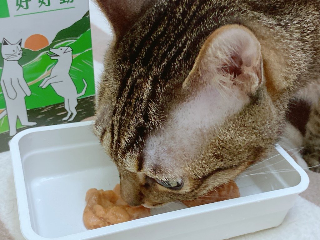 貓狗關節保健品怎麼選？｜和樂茸茸Pawsitive｜好好動-