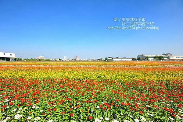 橋頭花海 (38).JPG