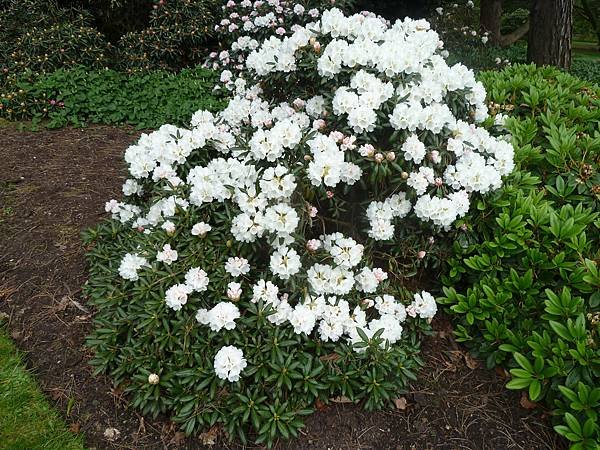[英國]愛丁堡(Edinburgh)-皇家植物園(Royal
