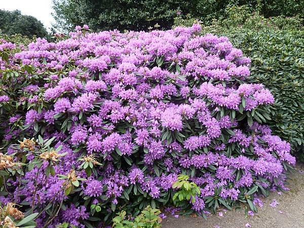 [英國]愛丁堡(Edinburgh)-皇家植物園(Royal