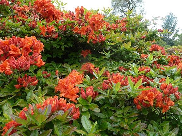 [英國]愛丁堡(Edinburgh)-皇家植物園(Royal