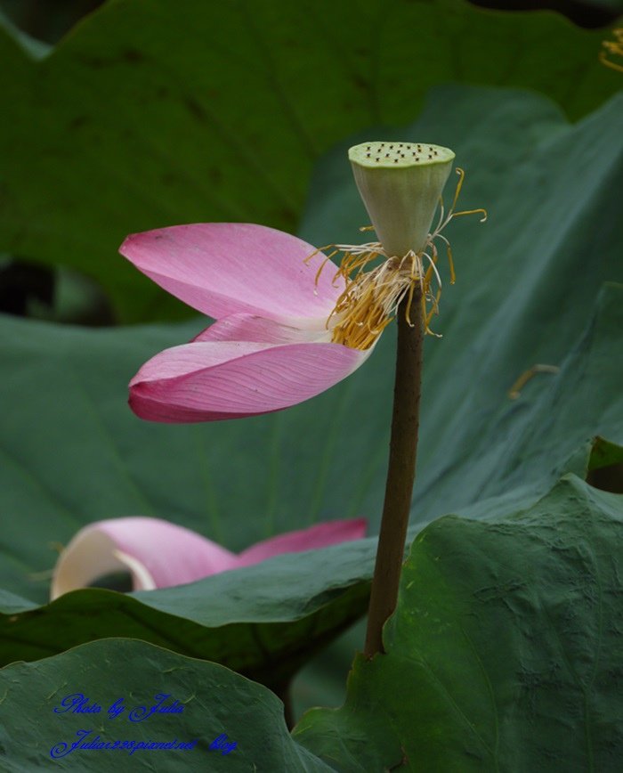 植物園