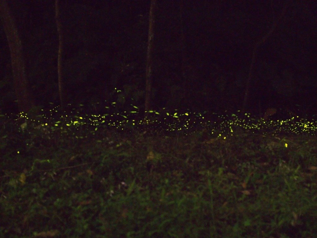 P1010736.jpg