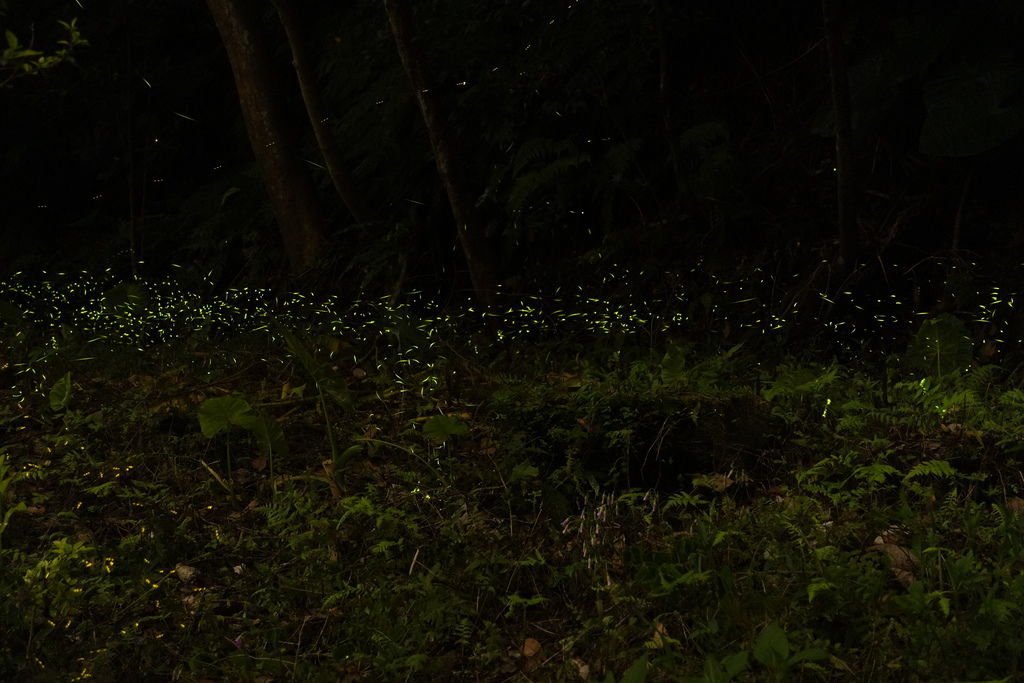 DSC08590.JPG