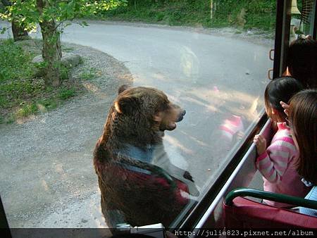 6-賽福動物野生世界-要餅乾的熊-2.JPG