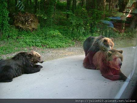 6-賽福動物野生世界-路邊休息的熊-1.JPG