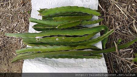 溪邊白火龍果1-118
