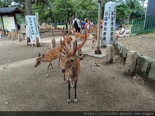 大阪五日自由行 Day4 ~  奈良(奈良公園-興福寺-博物