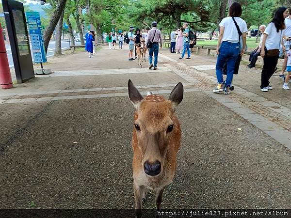 大阪五日自由行 Day4 ~  奈良(奈良公園-興福寺-博物