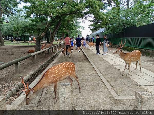 大阪五日自由行 Day4 ~  奈良(奈良公園-興福寺-博物