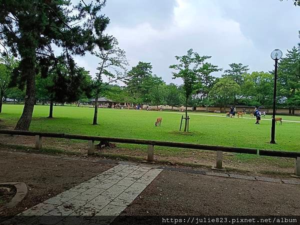 大阪五日自由行 Day4 ~  奈良(奈良公園-興福寺-博物