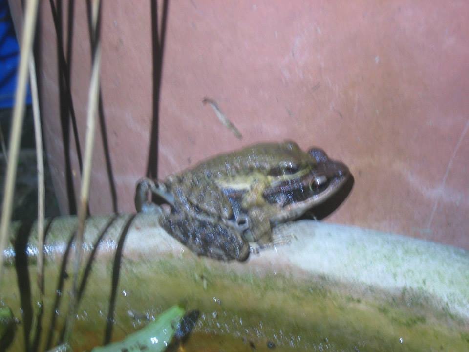 frog5