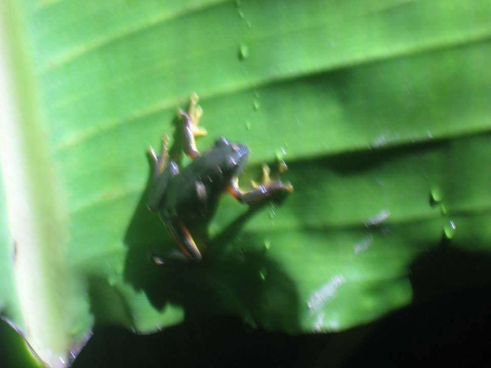 frog4