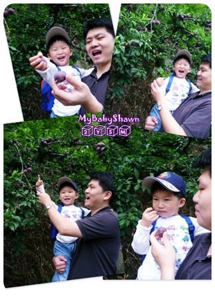 090528_苗栗採李子.jpg