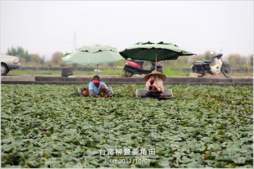 台南柳營菱角田_01.jpg