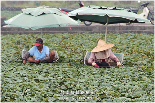 台南柳營菱角田_02.jpg