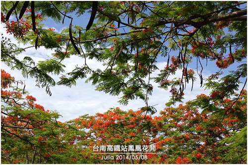 高鐵台南站鳳凰花開_05.jpg