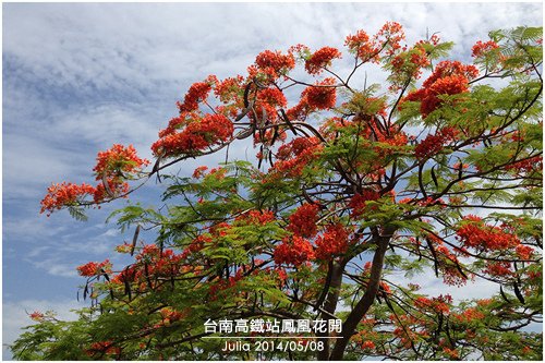 高鐵台南站鳳凰花開_07.jpg