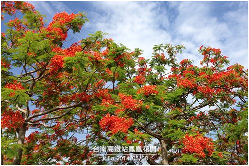 高鐵台南站鳳凰花開_06.jpg