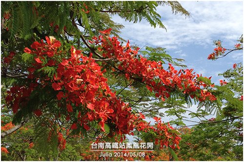 高鐵台南站鳳凰花開_16.jpg