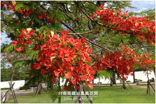 高鐵台南站鳳凰花開_08.jpg