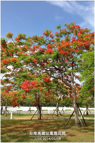 高鐵台南站鳳凰花開_11.jpg