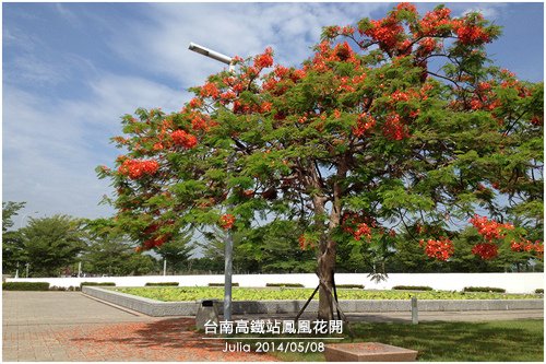 高鐵台南站鳳凰花開_17.jpg