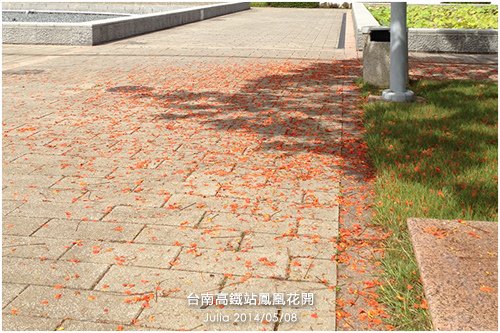 高鐵台南站鳳凰花開_18.jpg