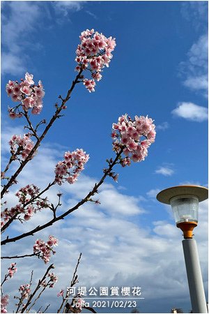 河堤公園賞櫻花_02.jpg