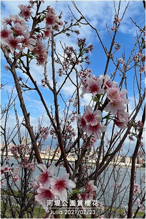 河堤公園賞櫻花_03.jpg