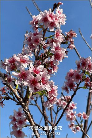 河堤公園賞櫻花_04.jpg