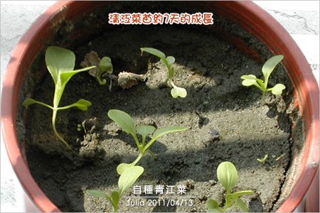 自種青江菜_03.jpg