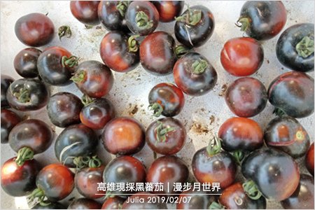 高雄現採黑蕃茄_14.jpg