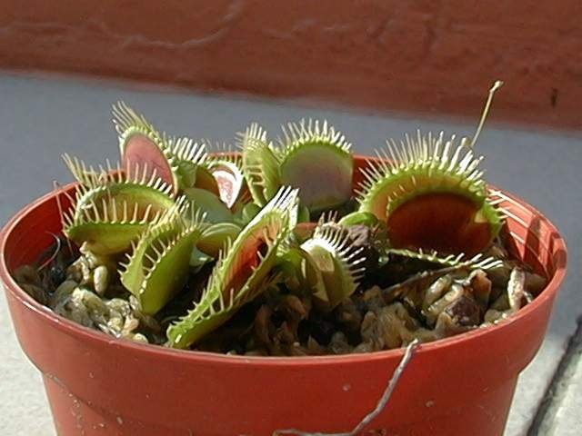 vft04.jpg