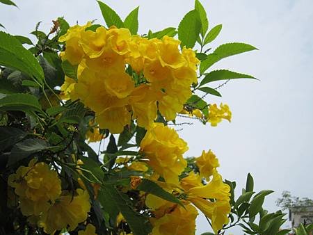 IMG_0046.JPG