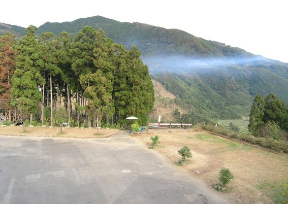 浮雲杉林的山景.jpg