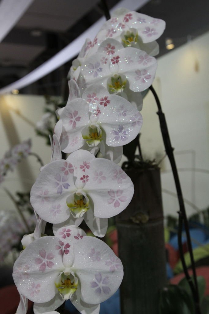IMG_3387_調整大小.JPG