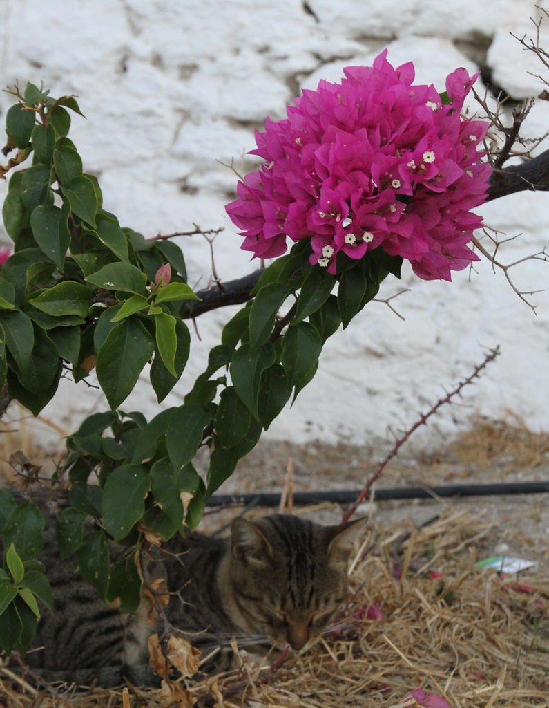 IMG_1297_調整大小.JPG